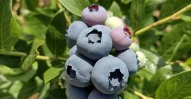 VENDO ARÁNDANO AMERICANO DE PROPIA PLANTACIÓN. POSIBLE COOPERACIÓN PERMANENTE.