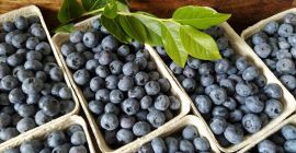 Arándano americano fresco de su propia plantación, alrededor de