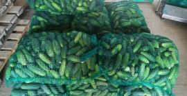 Venderé pepinos, grandes cantidades, 3 tipos. Comuníquese con nosotros