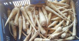 Venderé perejil ARAT de una cámara frigorífica. Calibre desde