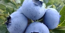 Venderé arándanos americanos alrededor de 300 kilogramos a la