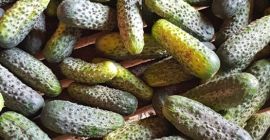 Venderé pepinos recogidos cada 2 días. 3 clases. Envasado