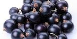 Grosella negra certificada para jugos o detalle. Más sobre