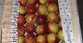 ¡Buenos días! ¡Musaevs Exim &amp; Consulting ofrece frutas y