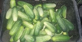 Venderé pepino de campo orgánico - desde 11 cm