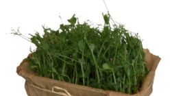 Hola, estamos cultivando plantas microverdes. “Microgreen son los brotes