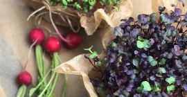 Hola, vendo microgreen. Rábano de coral rojo; Rábano sango