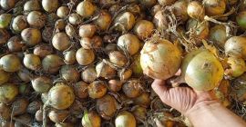 Cebolla de invierno Winteria a la venta