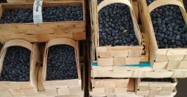 Arándanos directamente de la plantación. Frutas dulces grandes, 12