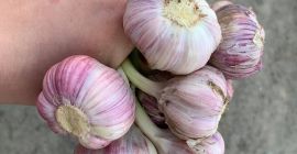 Hola. Venta de ajo de invierno Harnaś. Cabezas sanas