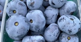 Ofrezco un arándano. Variedades: Duke, Bluecrop. Próximamente: Chandler, Liberty.