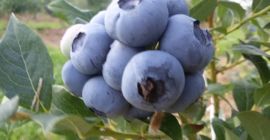 Recién cogido, grande.