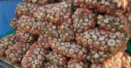Vendo cebollas rumanas al por mayor. Producción 2021
