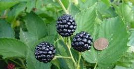 La mejor mora sin espinas que es excelente para