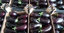 Estableceré una cooperación permanente en la entrega de Berenjena.