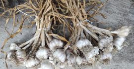 Venderé ajo harnaś sucio, con haul y raíz, clasificado.