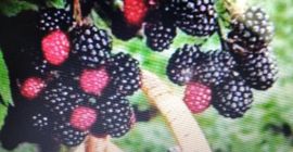 Hola, vendo moras, pedidos recién recolectados e información se