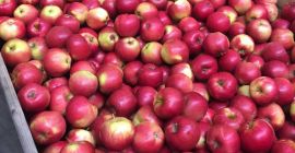 Tengo 80 toneladas de manzanas para vender, variedades Idared