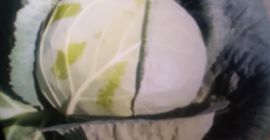 Venderé repollo blanco, de Venderé repollo blanco, de 2 a 4 kilos