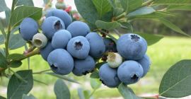 Arándanos con certificado ecológico - garantía ecológica. El precio