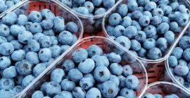 Venderé variedades de arándanos: Blue crop, bonus y nelson.