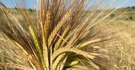 Vendo la cosecha de cebada 2021 en un área