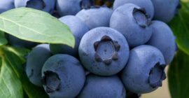 Venderé arándanos. Recogido todos los días. Contactar 783486750