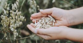 Venderé avena de consumo, cosechada en 2021, variedad Perun