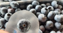 Venderé arándano americano desgarrado todos los días en la