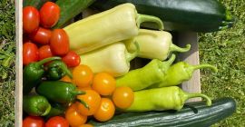 Estoy buscando grandes lotes de verduras y frutas durante