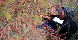 Bayas de rosa mosqueta silvestre cosechadas en las montañas