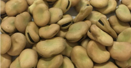 Habas 1. Origen: Tanzania 2. Cultivo: Nuevo 3. MOQ: