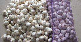 El ajo tiene ventajas obvias, como tamaño grande, rico