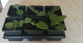 Buenos dias tengo menta mexicana a la venta, plantas