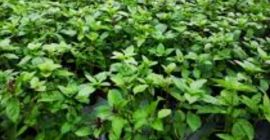 Vendo albahaca macedonia con sabor a limón, producción 2021.