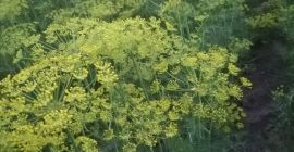 Venderé eneldo para pepinos, ambrosía y variedad esmeralda. Precio