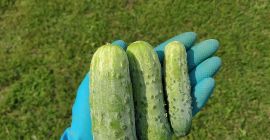 Venderé pepinos molidos, variedad atómica Sencillo (hasta 9 cm)