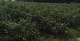 Venderé arándanos de mi propia plantación directamente del arbusto,