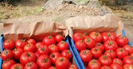 ¡Vendo tomates de 2 solariums sin pavimentar al por