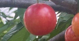 Agradable madura ... ciruelas de color rojo violáceo profundo