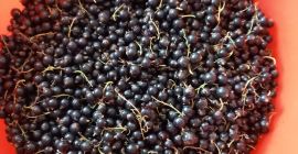 Vendemos grosellas negras de nuestra propia producción. Entrega en