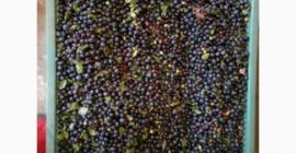 Una empresa con experiencia en la compra y procesamiento