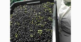 Una empresa con experiencia en la compra y procesamiento