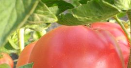 Tomates frambuesa deliciosos para la venta. El precio indicado