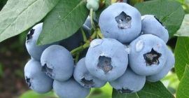 Tenemos una pequeña plantación propia en las cercanías de