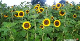 Flores decorativas de girasol para la venta. Tengo mi
