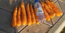 Precio: negociable en función de la cantidad deseada. Productor