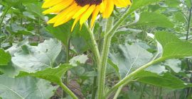Hola . Venderé flores de girasol ornamentales de mi