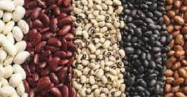 Venta de frijoles al por mayor Venta de frijoles