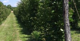 Soy un pequeño productor de Olanu, Valcea, Rumanía y